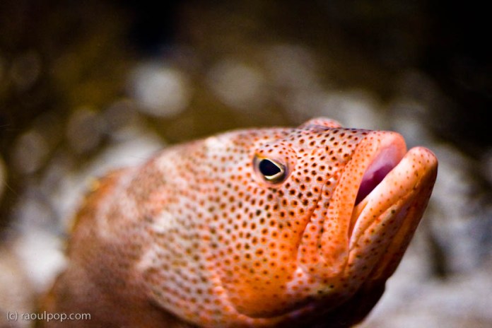 Hey, mac, come here Hey, mac, come here