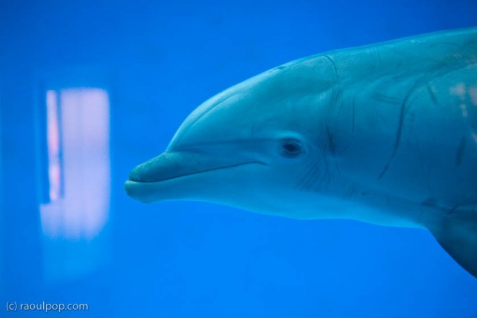 baltimore-aquarium-168 baltimore-aquarium-168