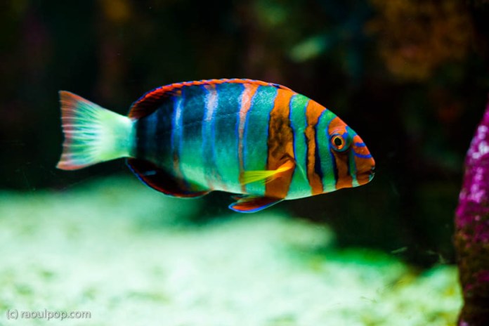 baltimore-aquarium-34 baltimore-aquarium-34