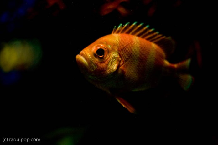 baltimore-aquarium-45 baltimore-aquarium-45