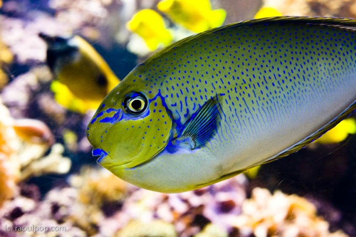 The nosejob The nosejob