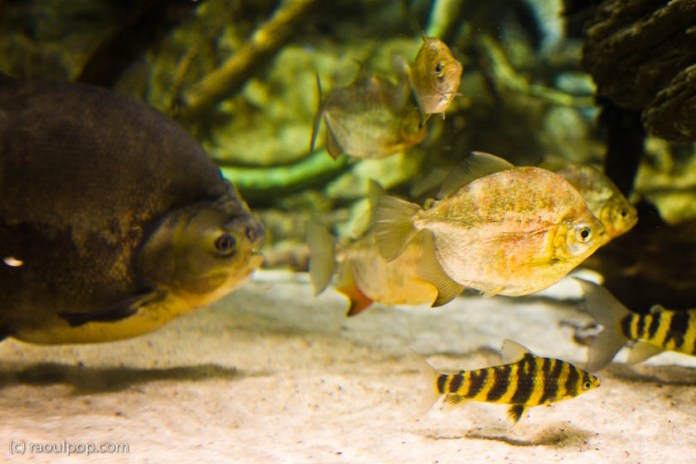 baltimore-aquarium-80 baltimore-aquarium-80