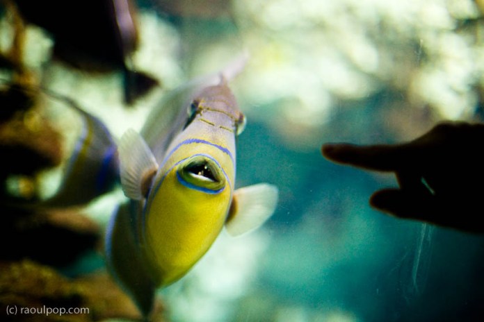 baltimore-aquarium-96 baltimore-aquarium-96