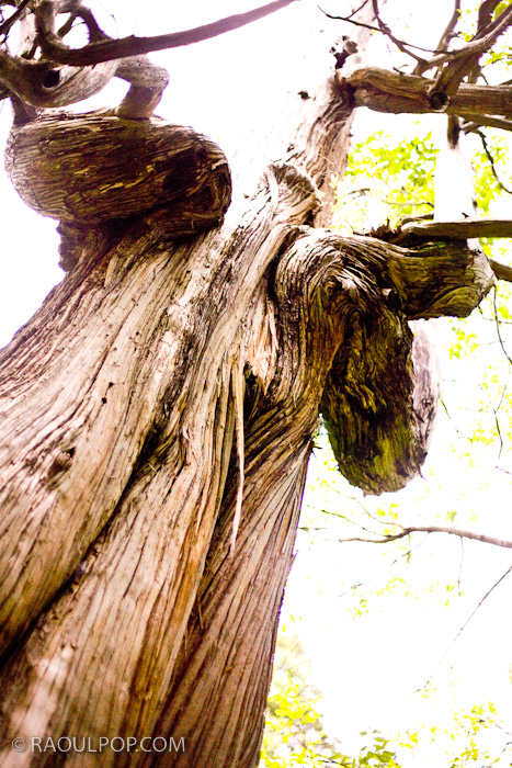An old dead tree, Natural Bridge, Virginia, USA.