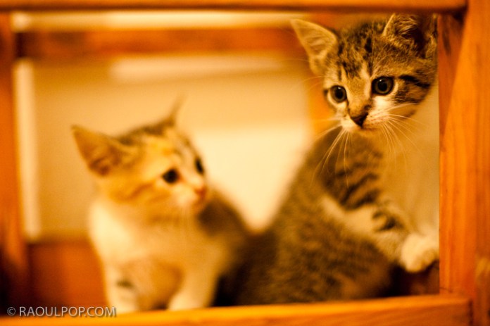 Mitzi and Trixie, about 2 months old, resting on a bar stool.