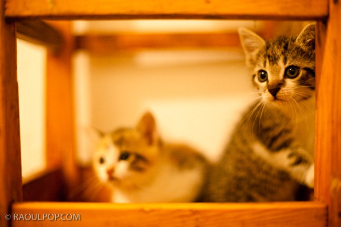 Mitzi and Trixie, about 2 months old, resting on a bar stool.