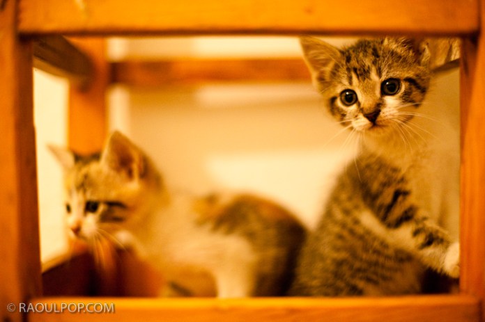 Mitzi and Trixie, about 2 months old, resting on a bar stool.