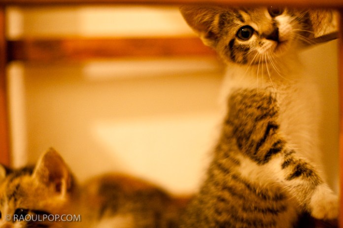 Mitzi and Trixie, about 2 months old, resting on a bar stool.
