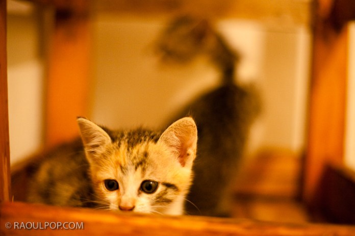 Mitzi and Trixie, about 2 months old, resting on a bar stool.