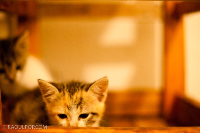 Mitzi and Trixie, about 2 months old, resting on a bar stool.