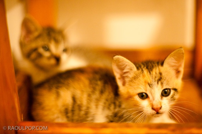 Mitzi and Trixie, about 2 months old, resting on a bar stool.
