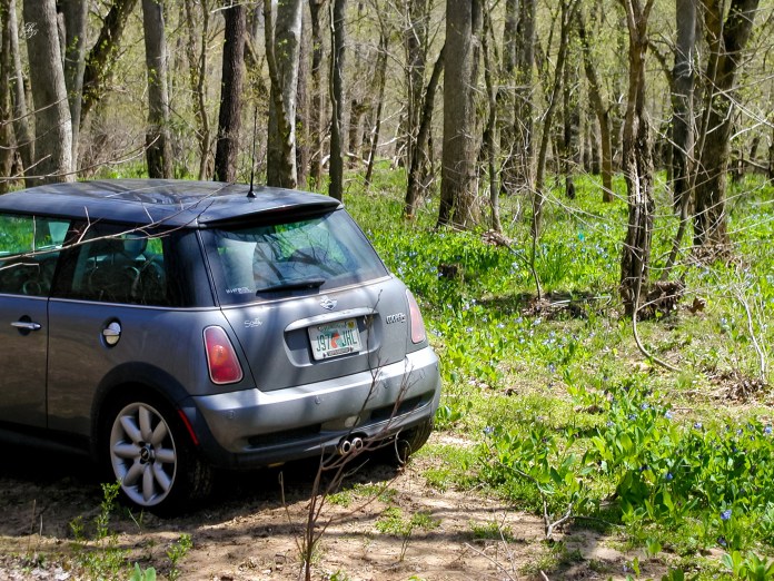 A MINI in the woods