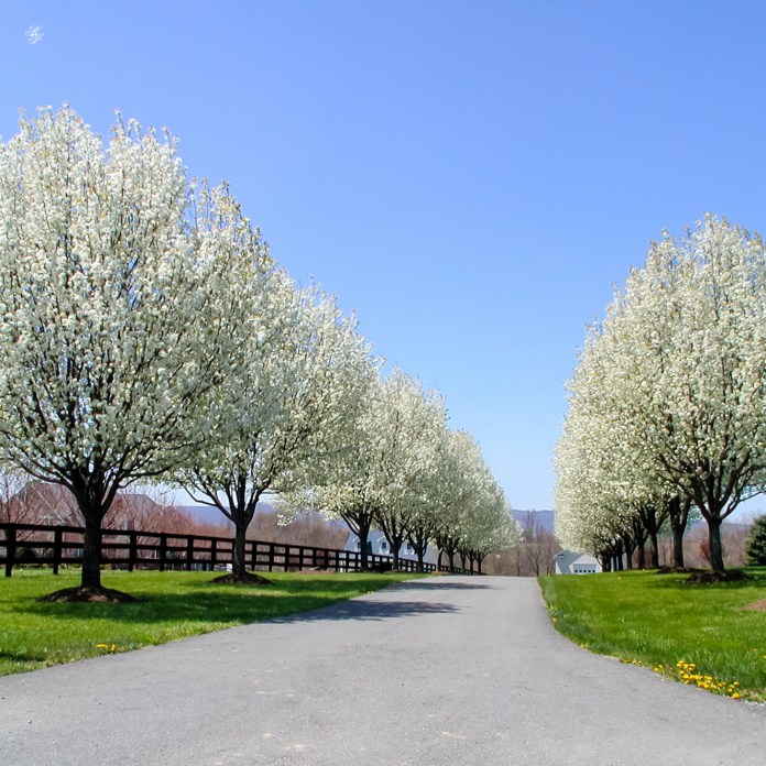 Driveway lined with flowering trees