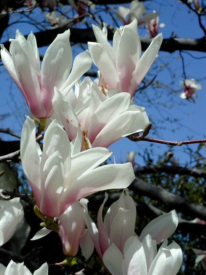 Magnolia blossoms