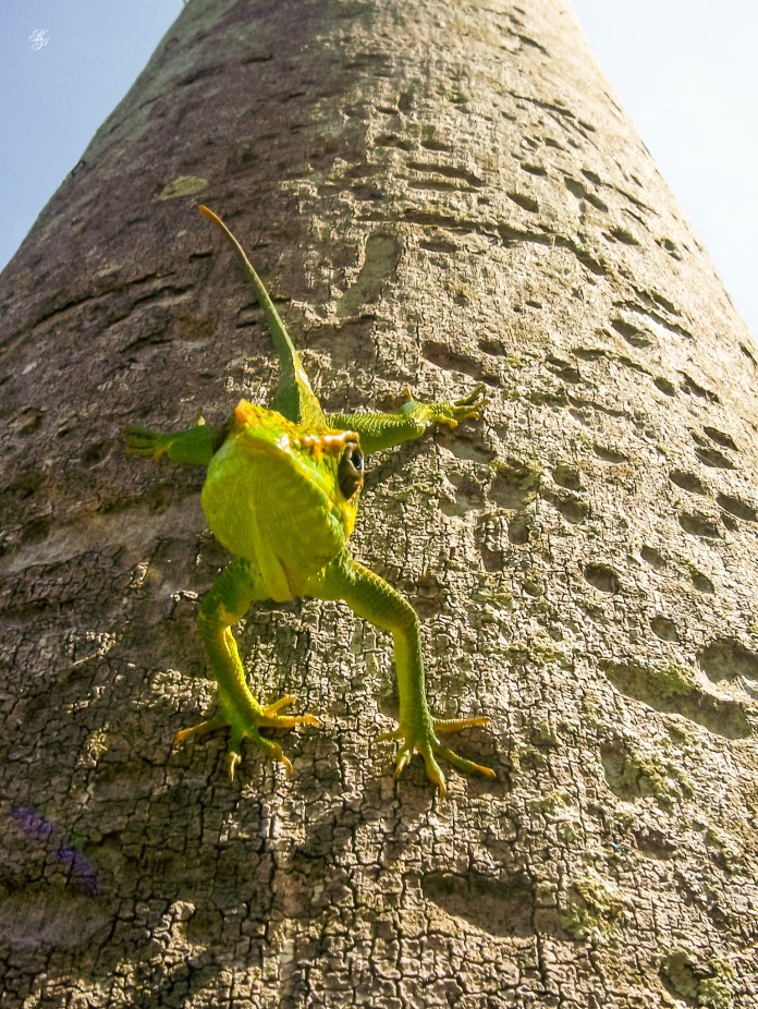The curious lizard