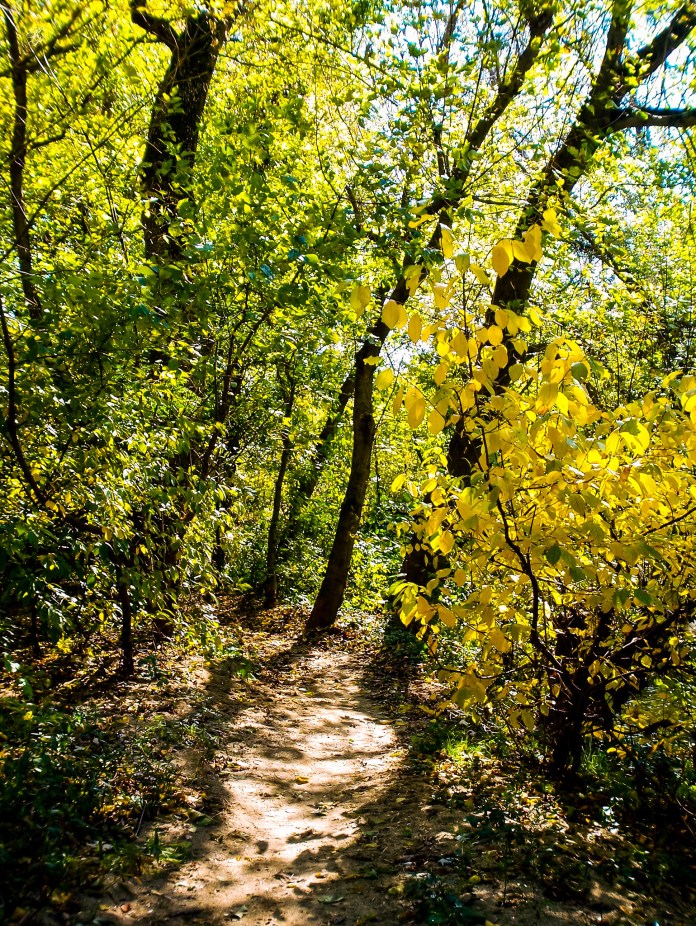 A path in the forest