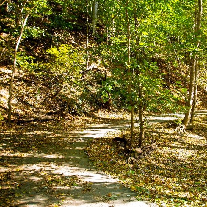 A path in the forest