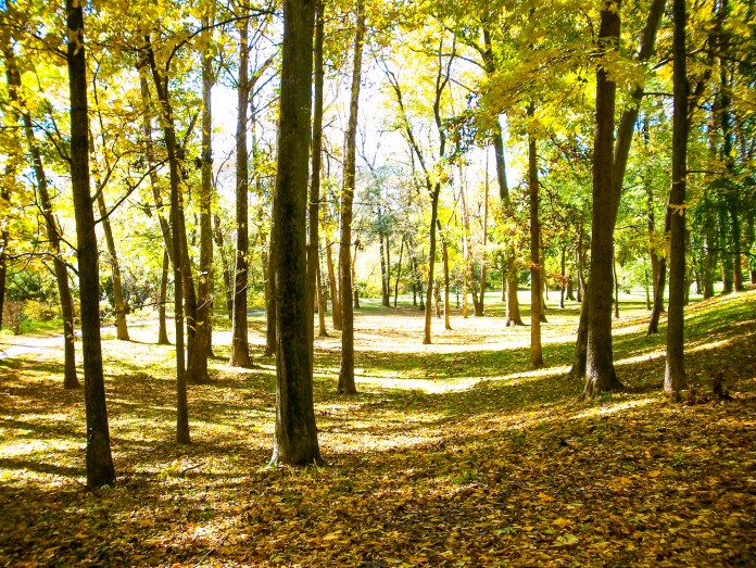 Walking among the trees