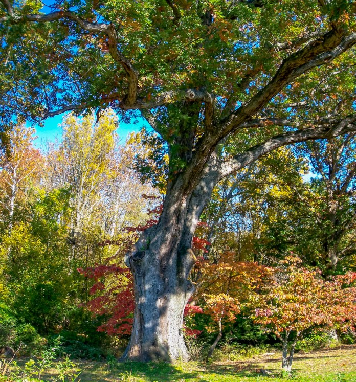 Oldest tree in Maryland