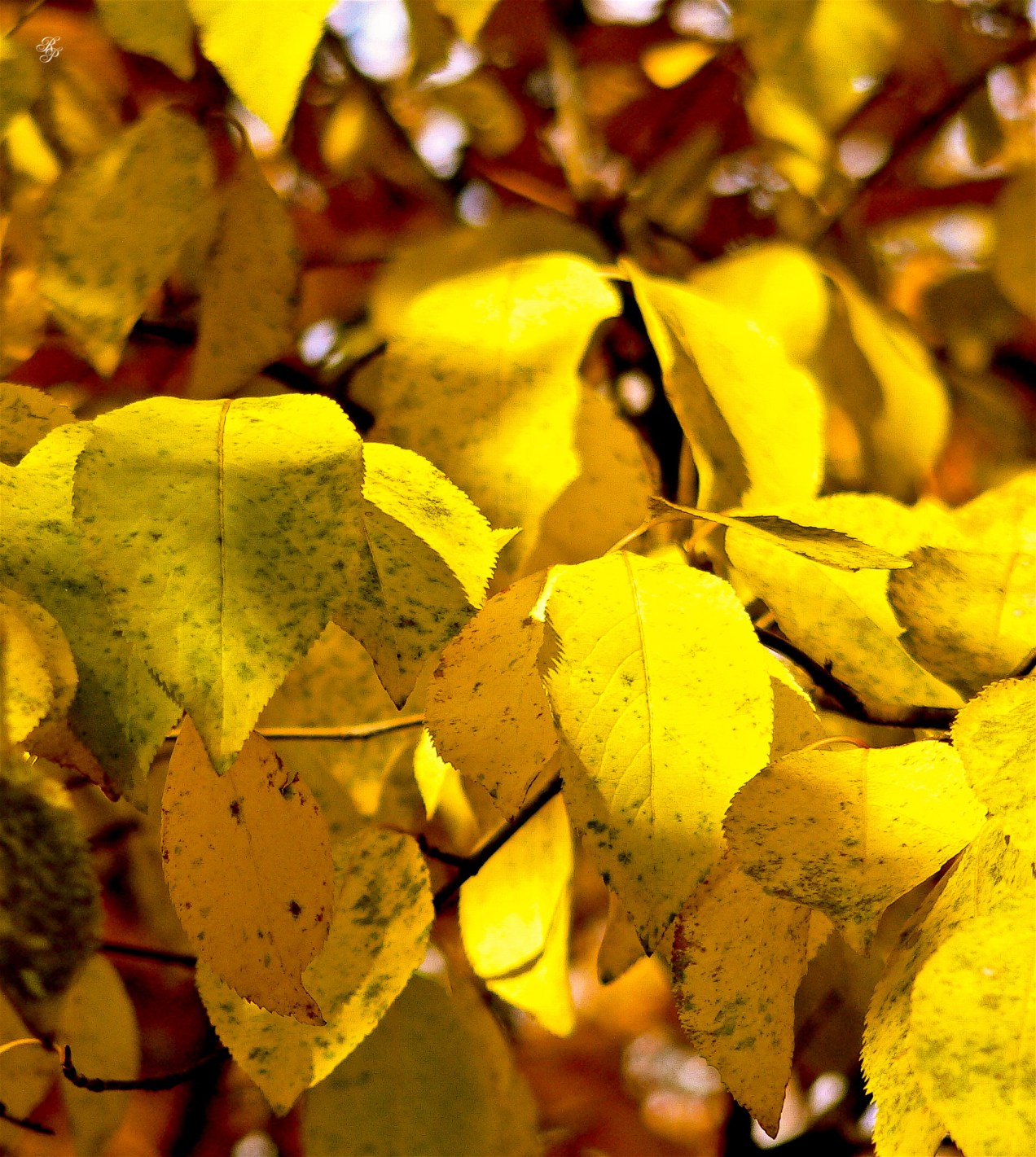 Yellow leaves