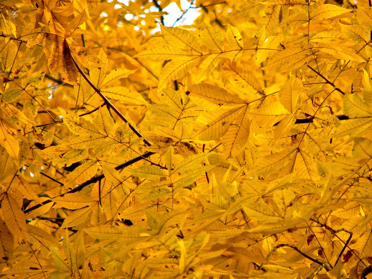 Yellow leaves