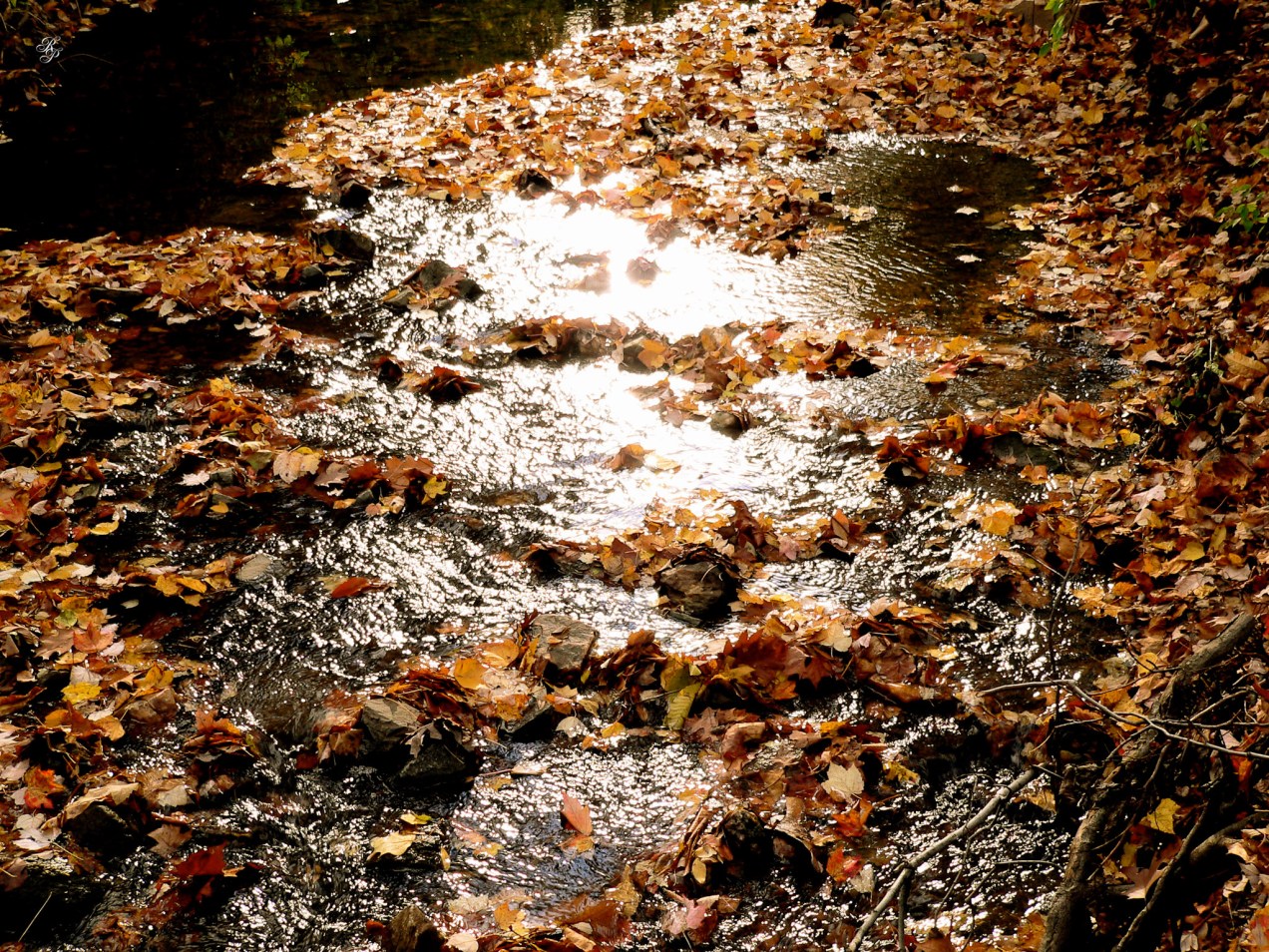 A brook in autumn