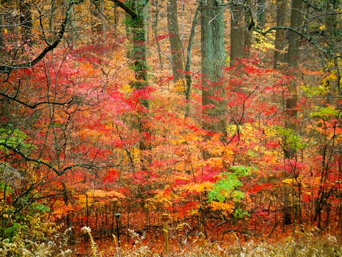 As only fall could do it