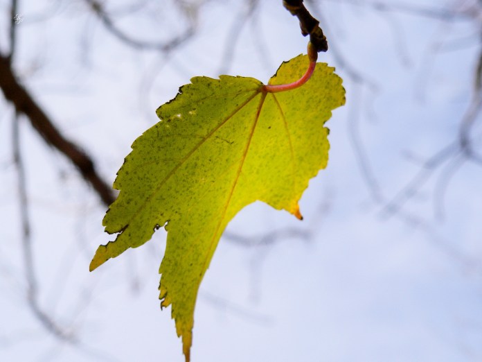 A stray leaf hangs on in autumn, CMC, Washington, DC, USA.