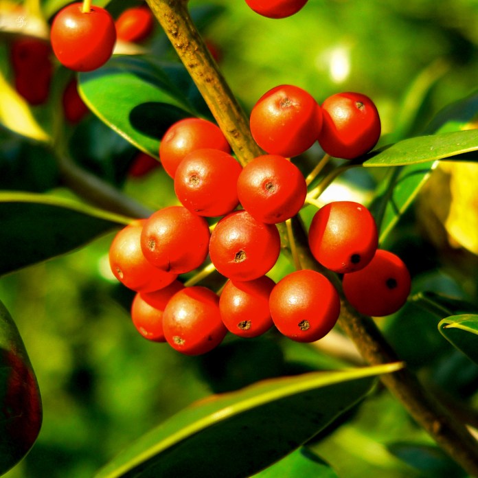 Round red berries, Grosvenor, North Bethesda, MD, USA.