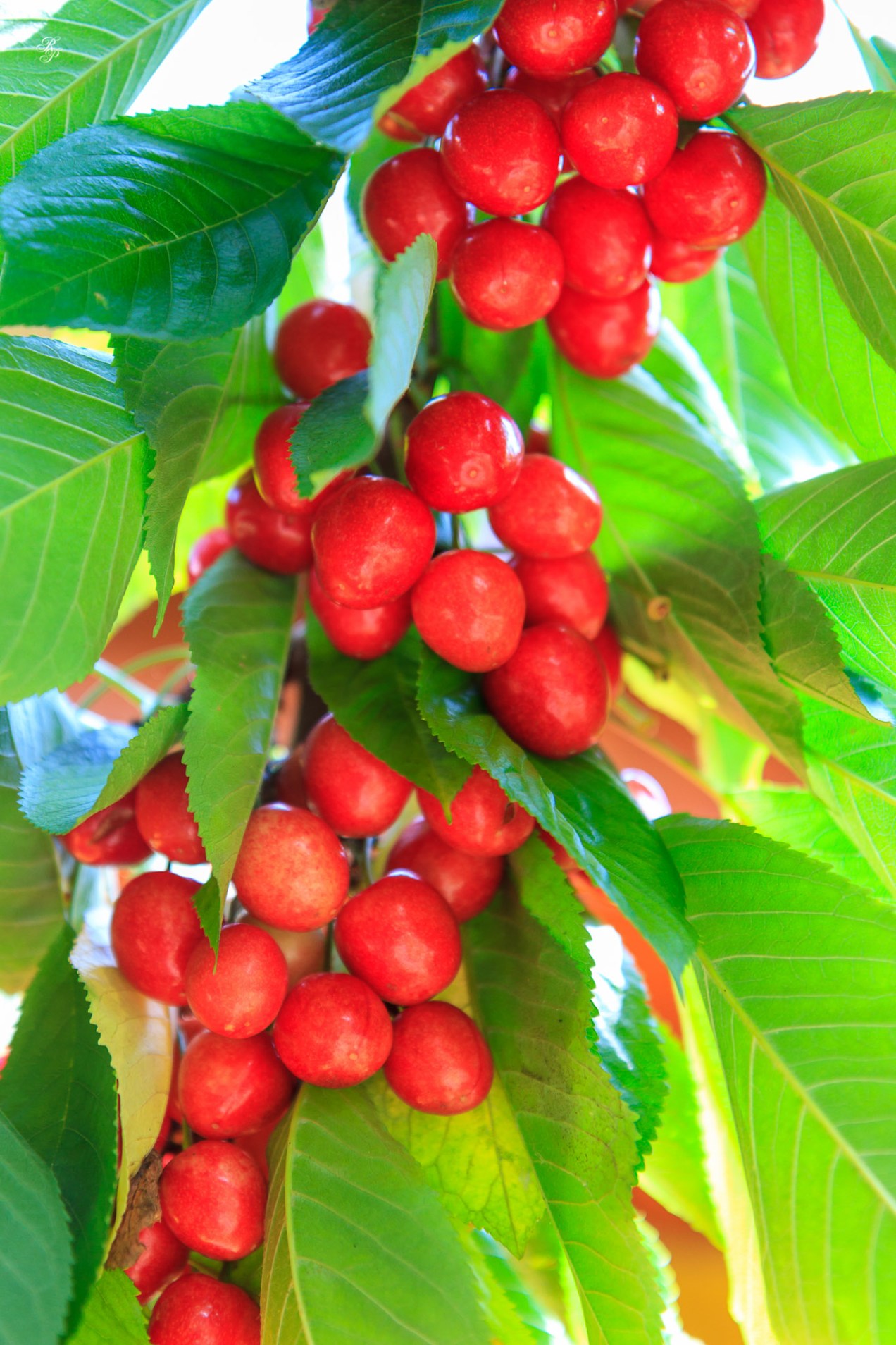 Ripening cherries