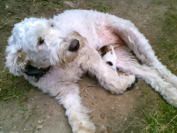 Zumi suckles from Tessa