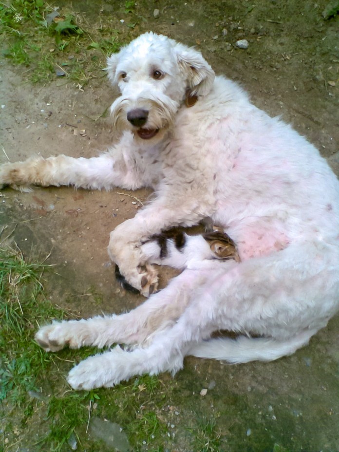 Zumi suckles from Tessa