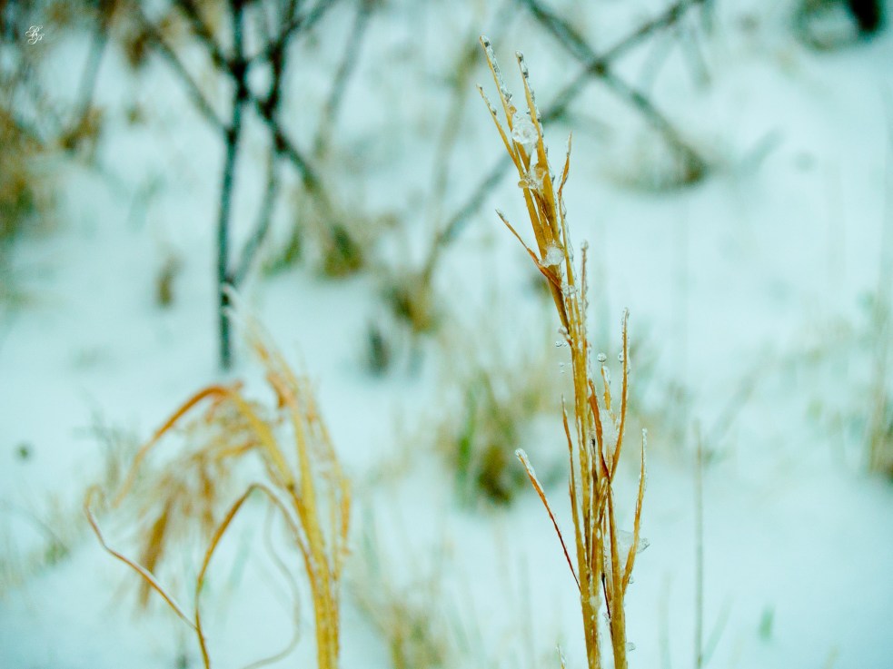 Dry grass, snow, McLean, VA.