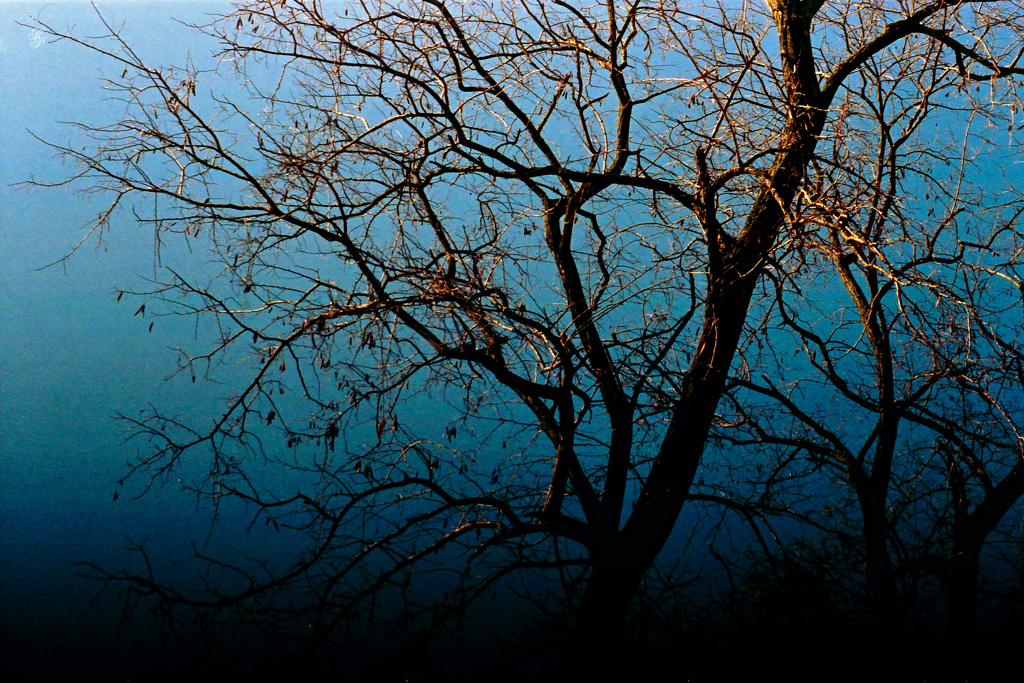Bare tree, winter, Washington, DC, USA. 35mm film, Exakta EXA Ia.