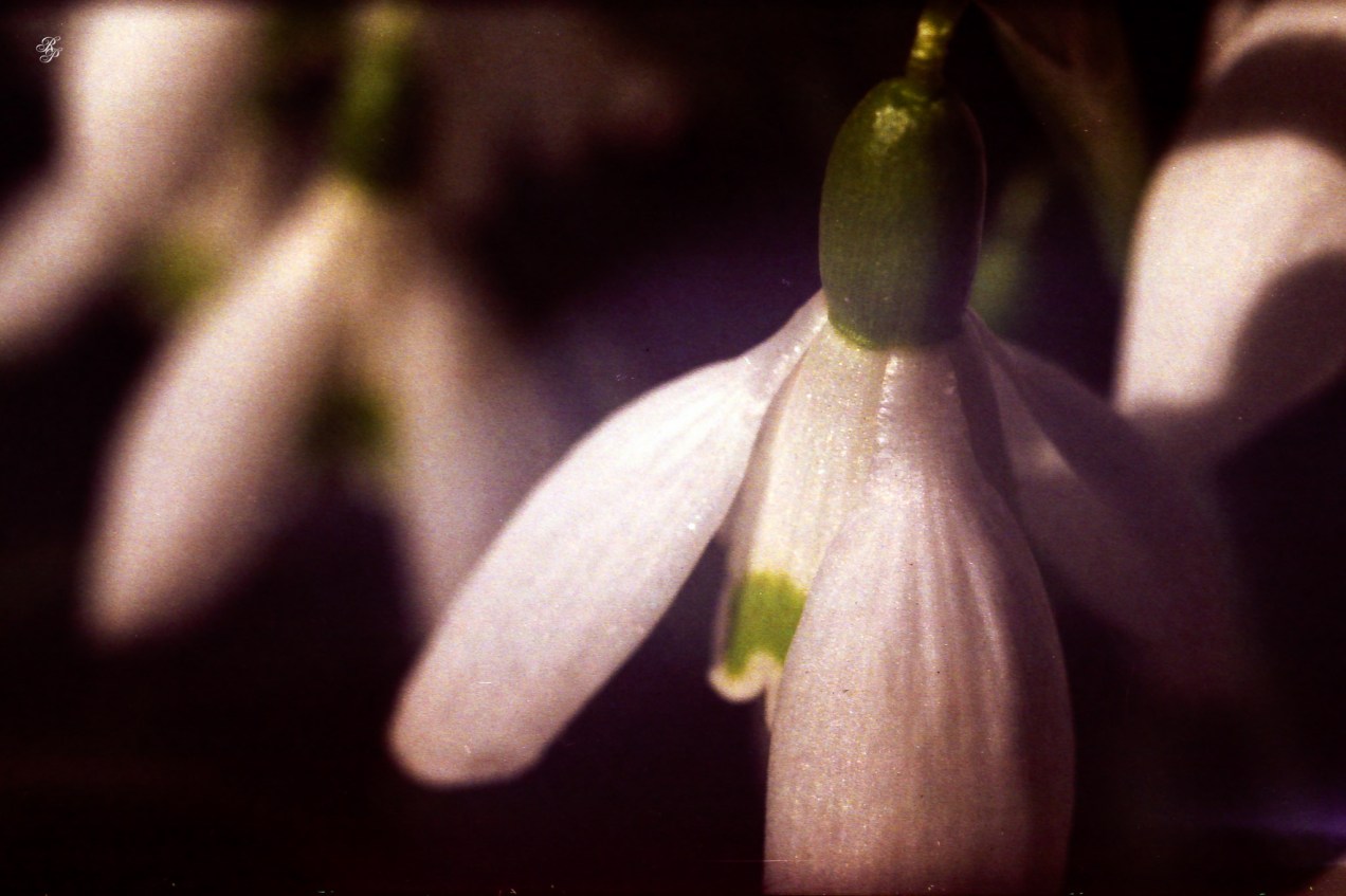 Snowdrops