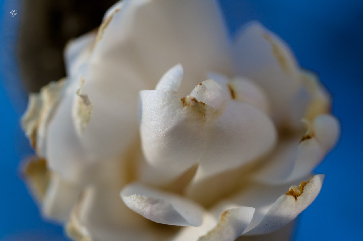 White magnolia blossoms, early spring, Grosvenor Park, North Bethesda, MD, USA.