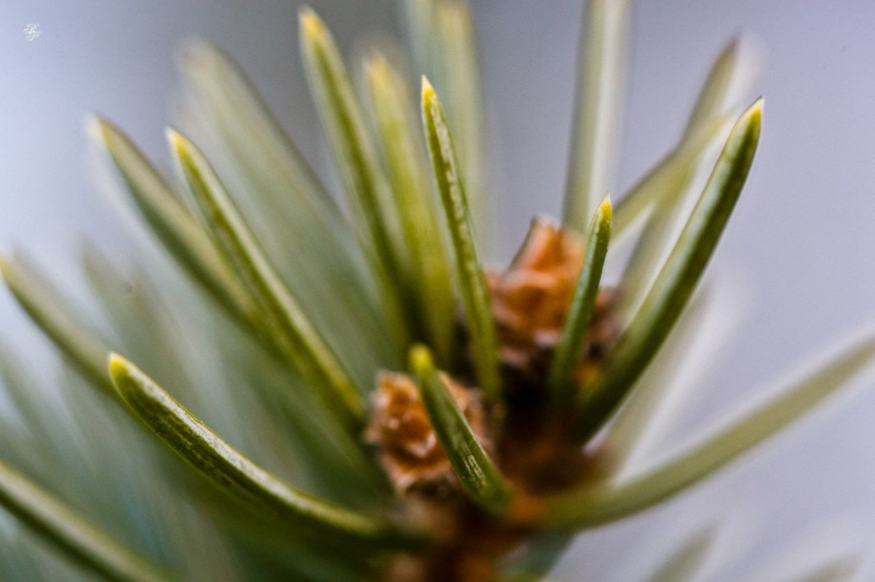 Pine needles, early spring, Grosvenor Park, North Bethesda, MD, USA.
