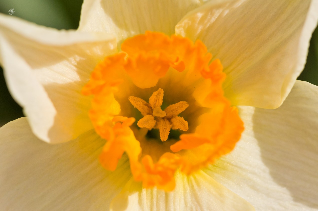 White daffodils, early spring, Grosvenor Park, North Bethesda, MD, USA.