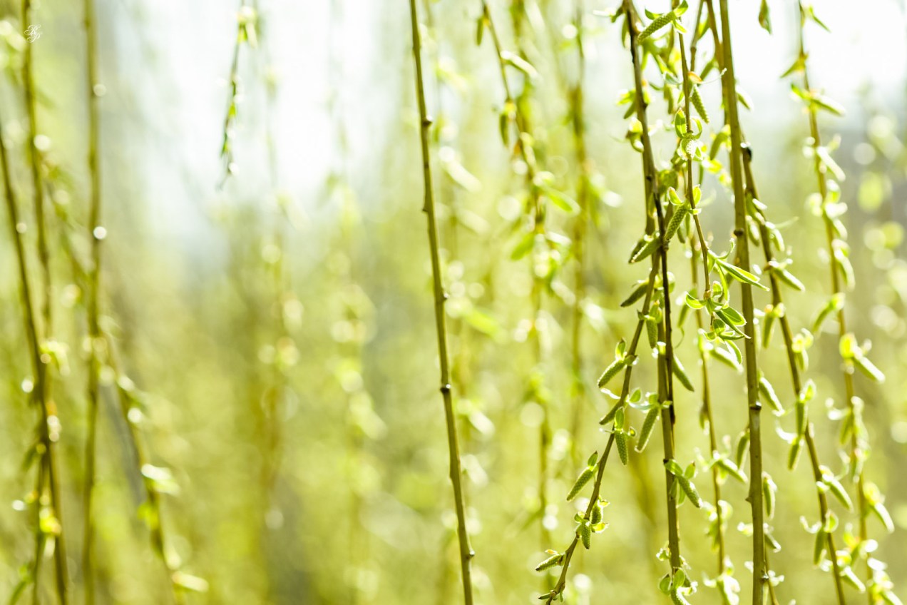 Weeping willow
