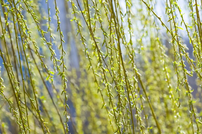 Weeping willow