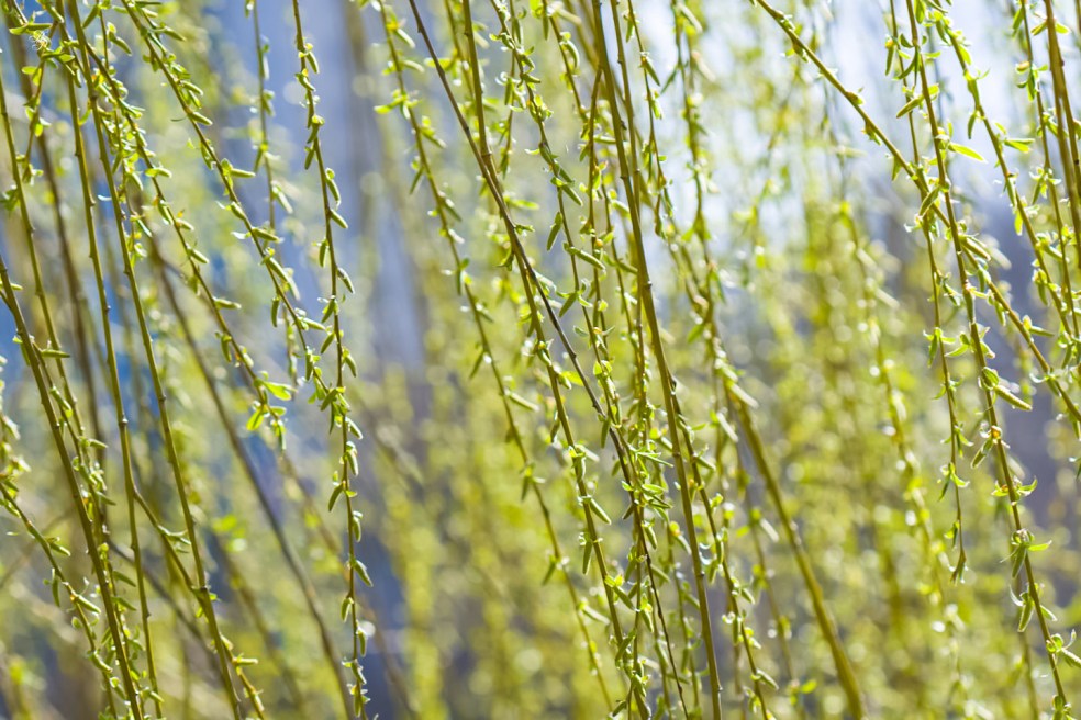Weeping willow