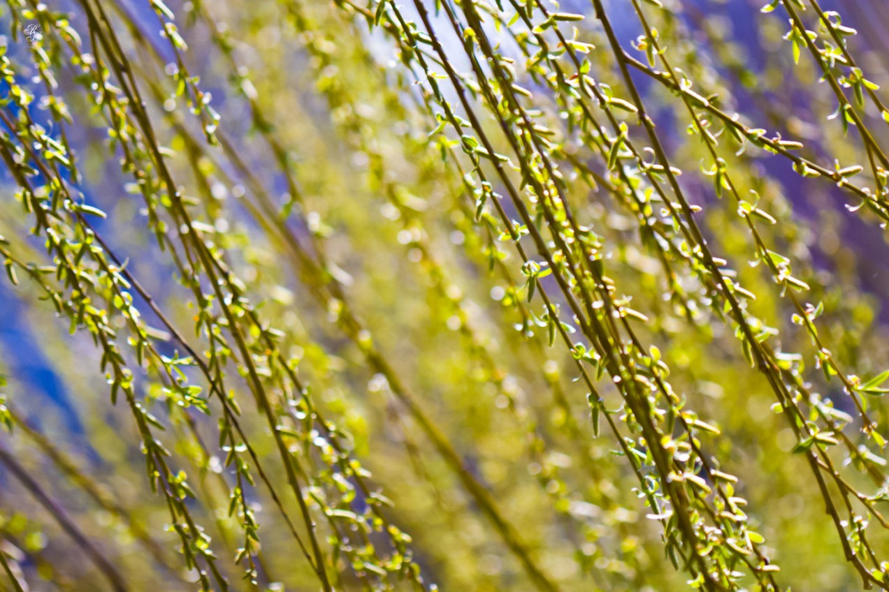 Weeping willow