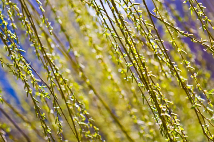 Weeping willow