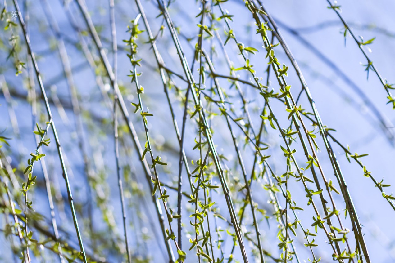 Weeping willow