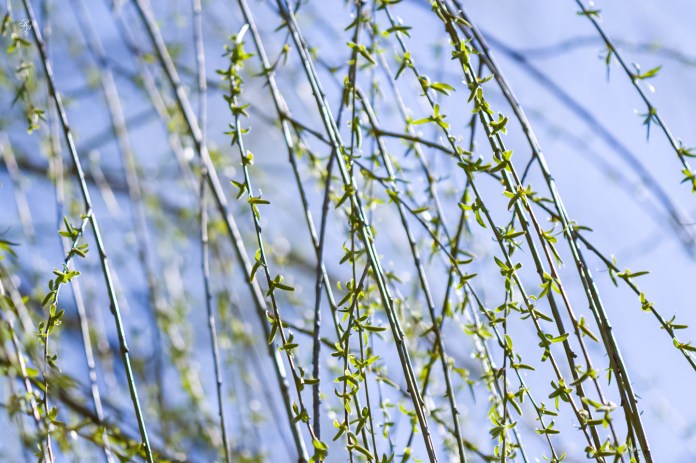 Weeping willow
