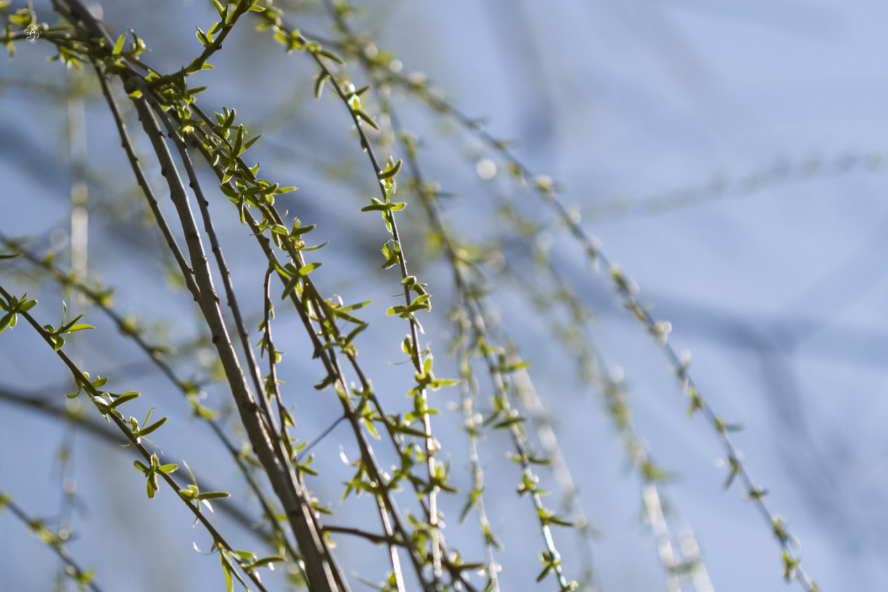 Weeping willow
