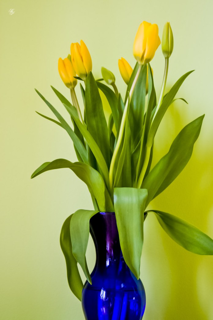 Yellow tulips
