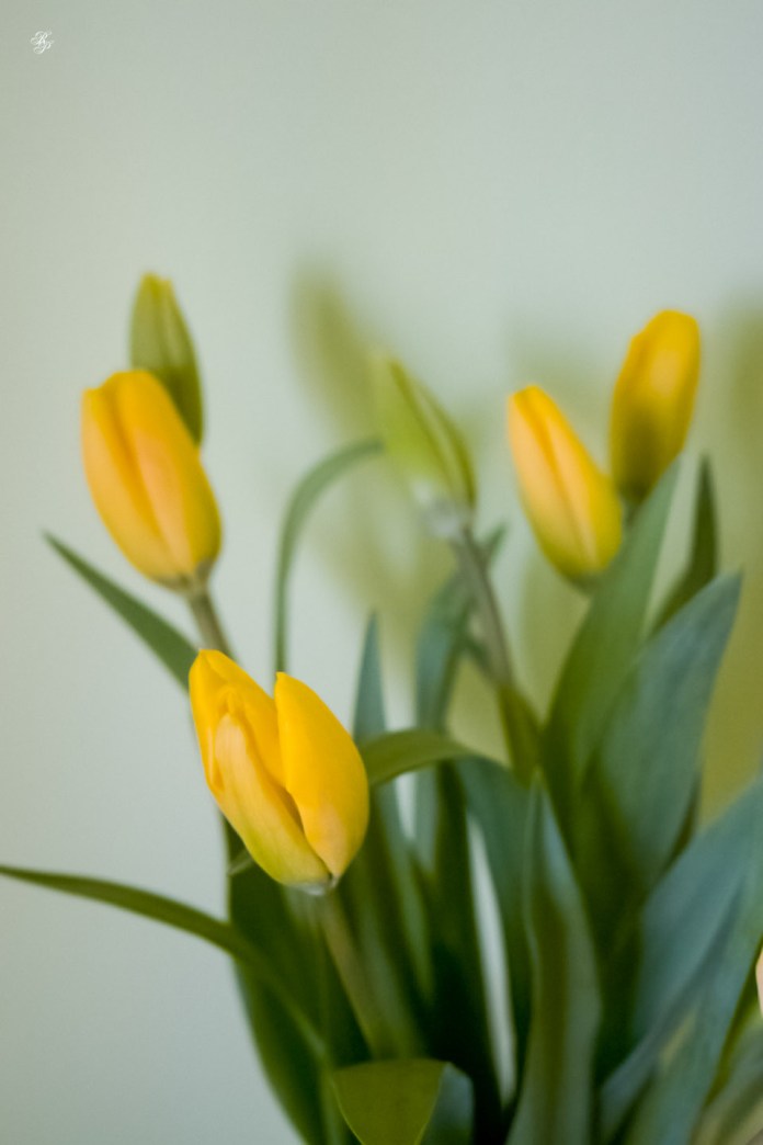 Yellow tulips