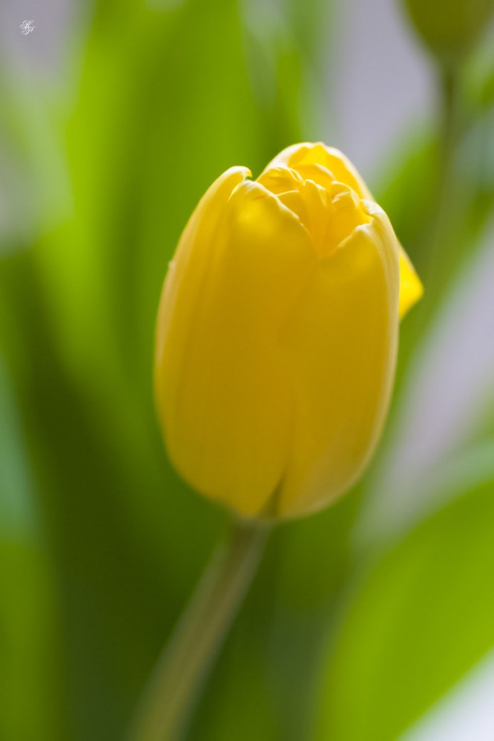 Yellow tulips