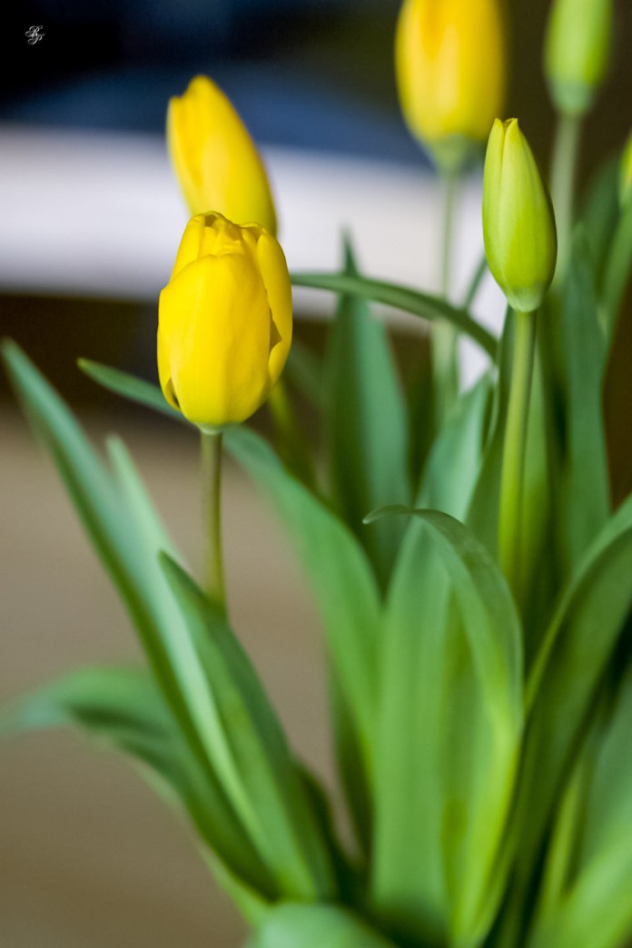 Yellow tulips